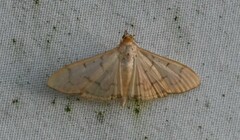 Spilomelinae