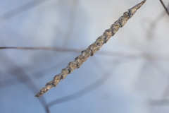 Cynosurus cristatus
