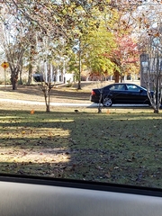 Corvus brachyrhynchos