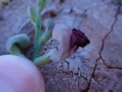 Macroptilium atropurpureum