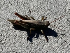 Melanoplus yarrowii