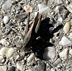 Melanoplus yarrowii