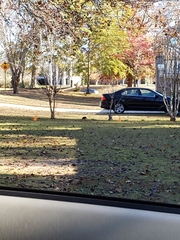 Corvus brachyrhynchos