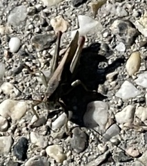 Melanoplus yarrowii