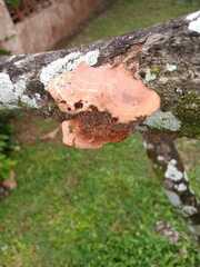 Hapalopilus rutilans