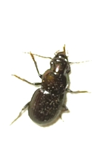 Neoaulacoryssus