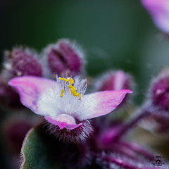 Tradescantia cerinthoides