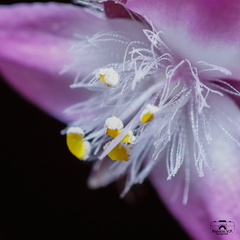 Tradescantia cerinthoides