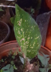 Aglaonema commutatum
