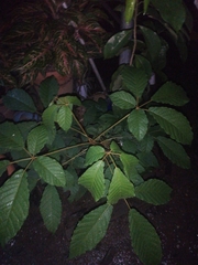 Handroanthus