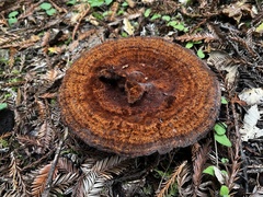 Phaeolus schweinitzii