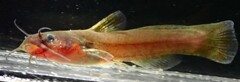 Noturus leptacanthus