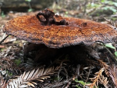 Phaeolus schweinitzii