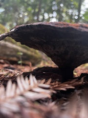 Phaeolus schweinitzii