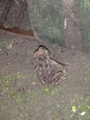 Rhinella