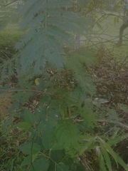 Leucaena leucocephala