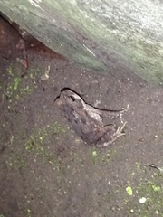 Rhinella