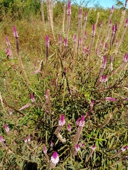 Celosia spicata image