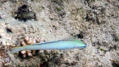 Ptereleotris microlepis