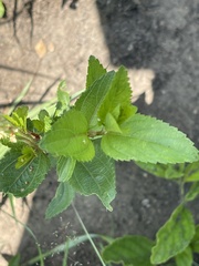Acalypha peduncularis