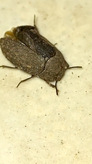 Opatrini