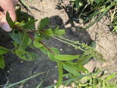 Acalypha peduncularis