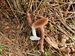 Hypomyces ochraceus