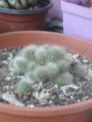 Rebutia