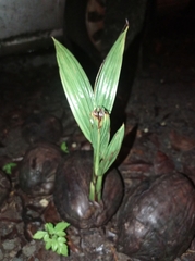 Archontophoenix cunninghamiana