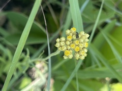 Helichrysum miconiifolium