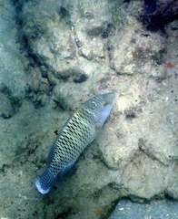 Cheilinus undulatus
