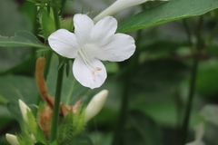 Barleria cristata