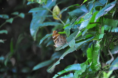 Herona marathus