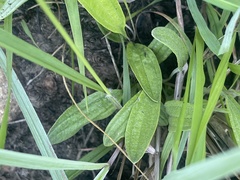 Helichrysum miconiifolium