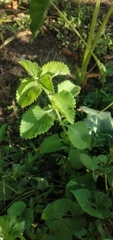 Coleus amboinicus