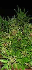 Diphasiastrum thyoides