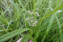 Scirpus atrovirens