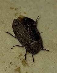 Opatrini