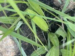 Helichrysum miconiifolium