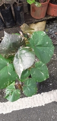 Malvaceae