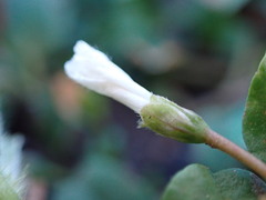 Evolvulus nummularius