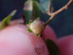 Evolvulus nummularius