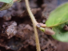 Evolvulus nummularius