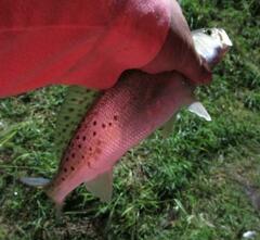 Cynoscion nebulosus