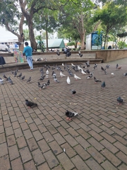 Columba livia domestica