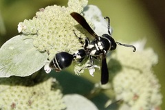 Zethus spinipes variegatus