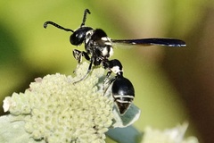 Zethus spinipes variegatus