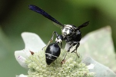 Zethus spinipes variegatus