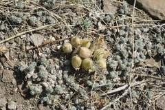 Oxytropis sobolevskajae