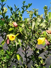 Abelmoschus moschatus